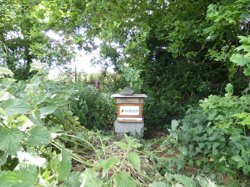 La ruche Astre - Le Guevel