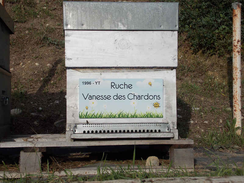 La ruche 