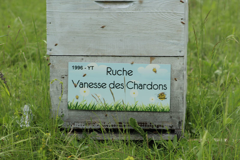 La ruche Vanesse des Chardons