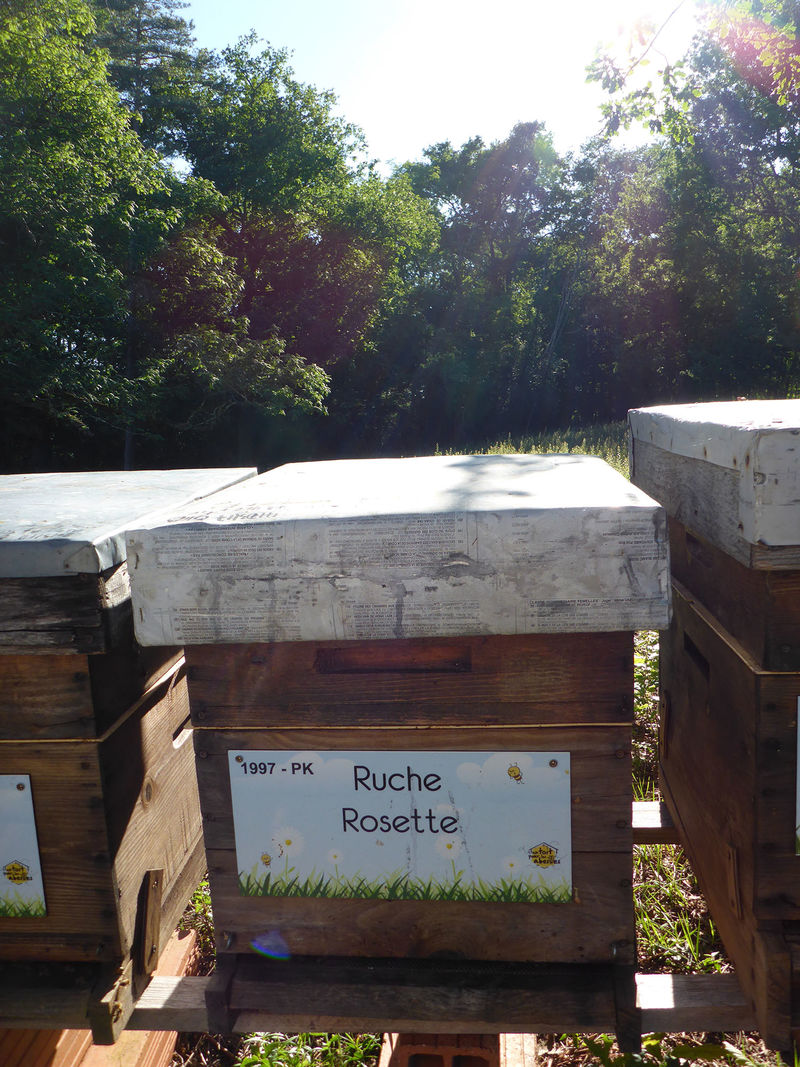 La ruche Rosette