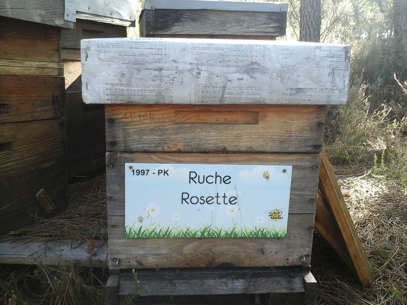 La ruche Rosette