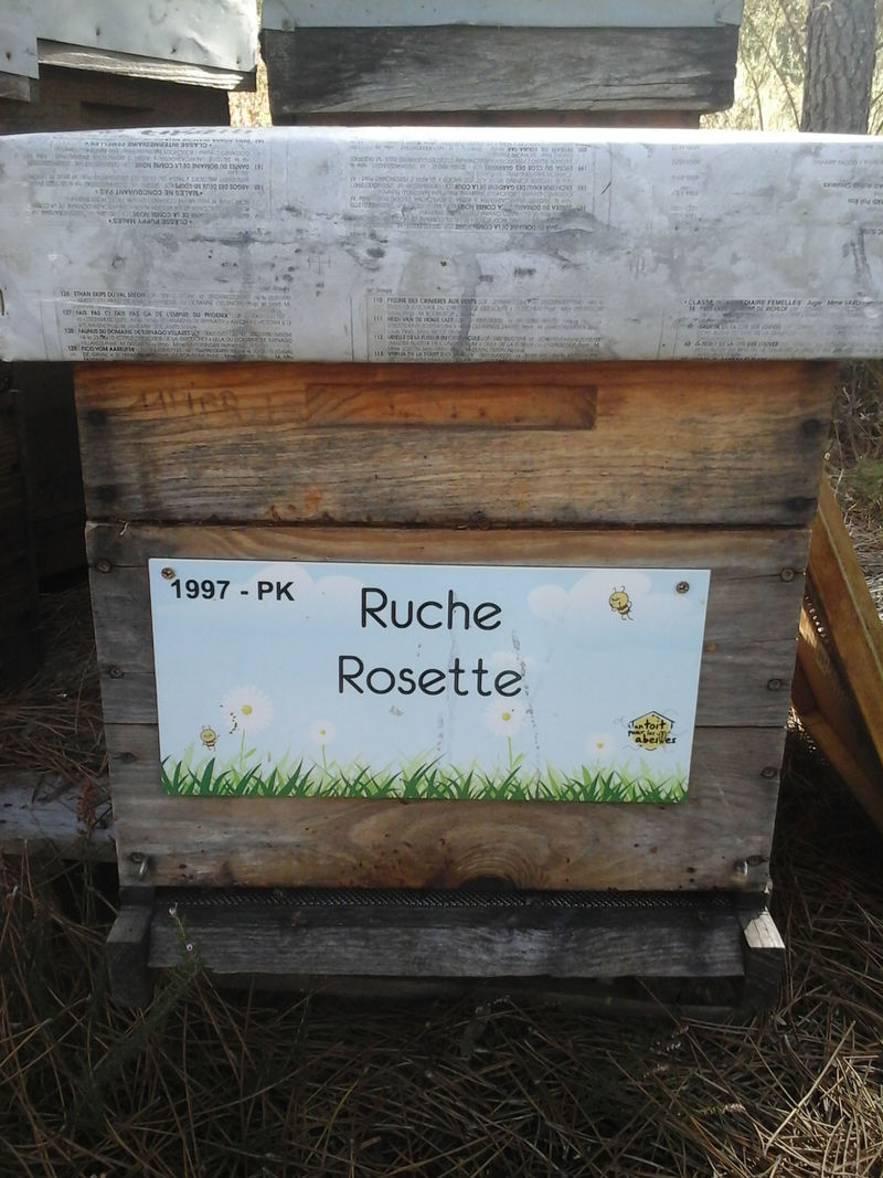 La ruche Rosette