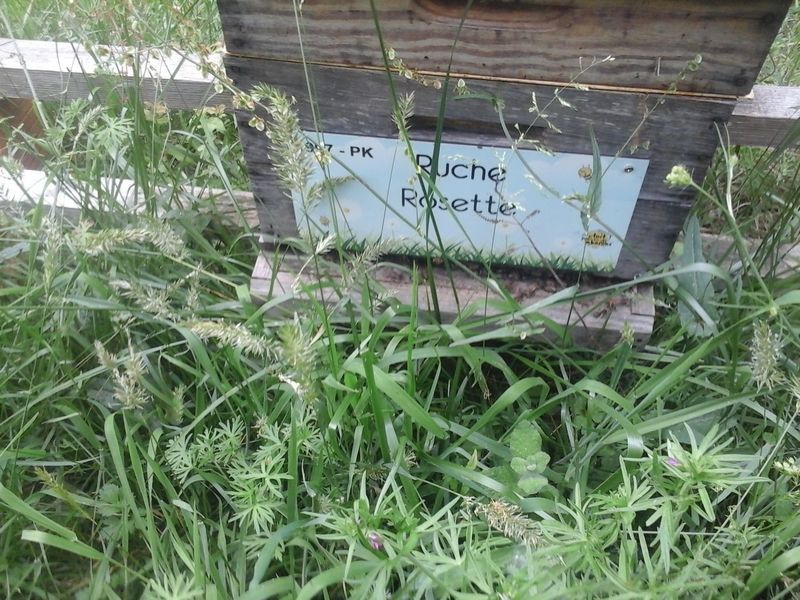 La ruche Rosette