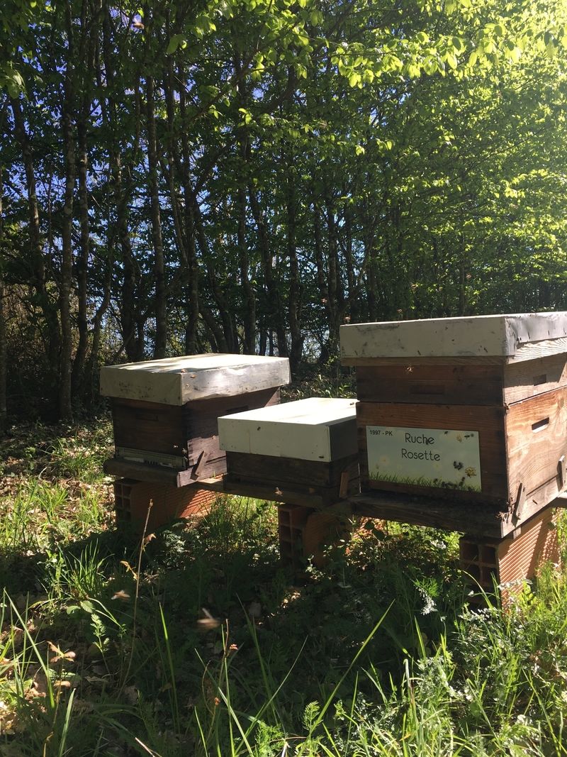 La ruche Rosette