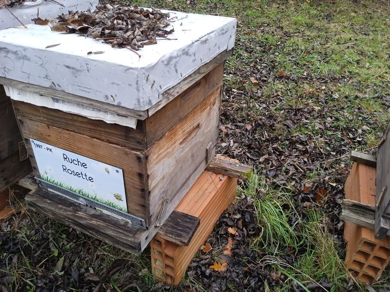 La ruche Rosette