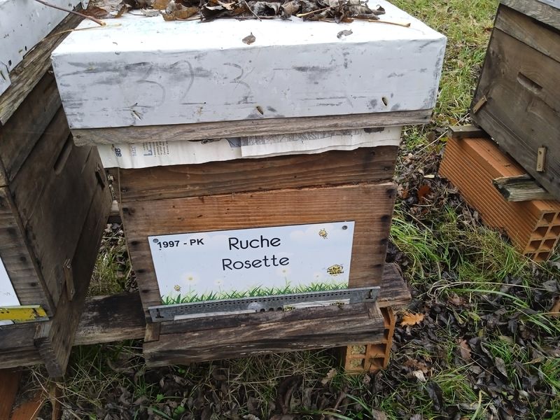La ruche Rosette