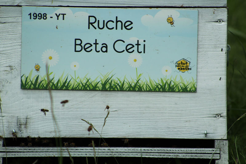 La ruche Beta Ceti