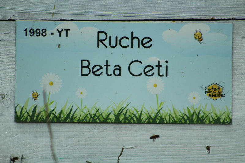 La ruche Beta Ceti