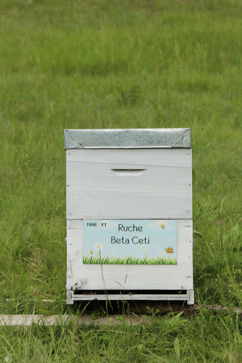 La ruche Beta Ceti