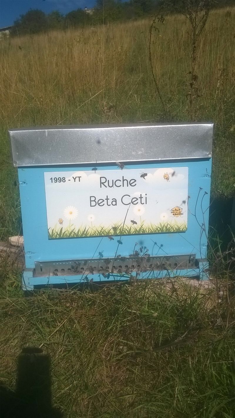 La ruche Beta Ceti