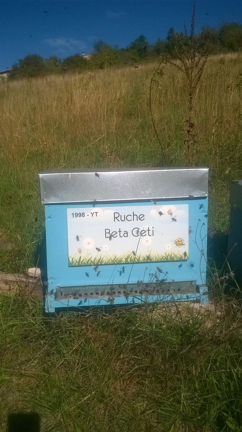 La ruche Beta Ceti