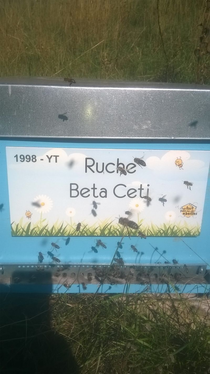 La ruche Beta Ceti