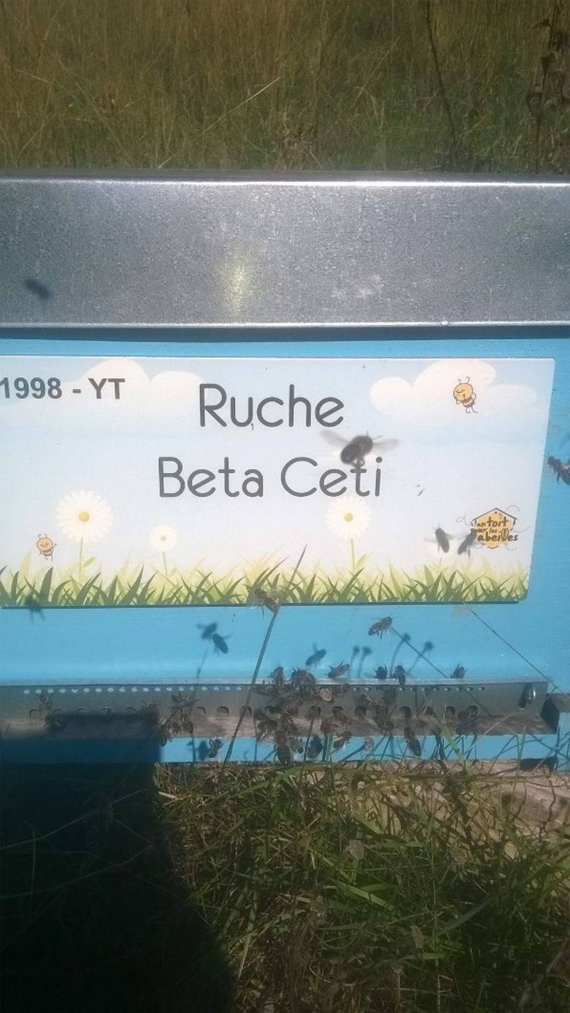 La ruche Beta Ceti