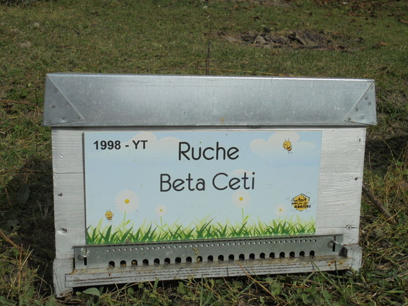 La ruche Beta Ceti