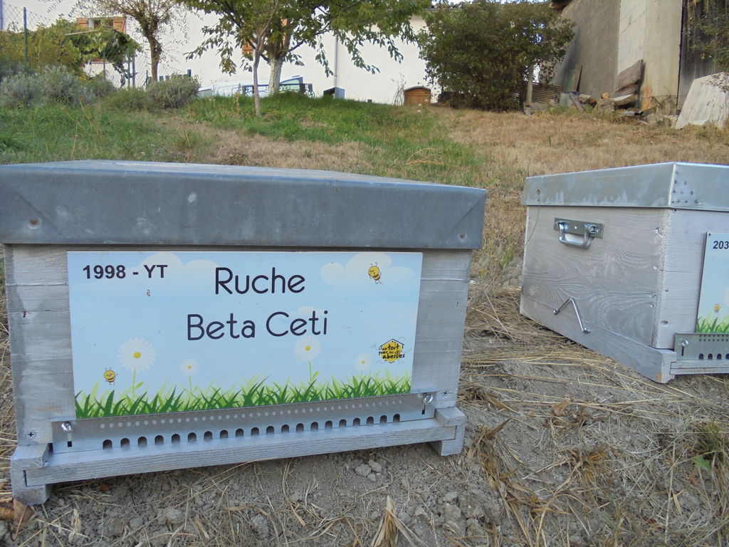 La ruche Beta Ceti