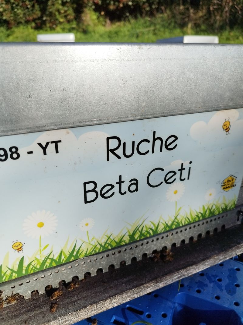La ruche Beta Ceti