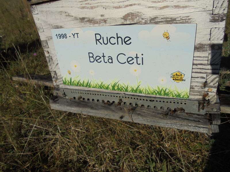 La ruche Beta Ceti