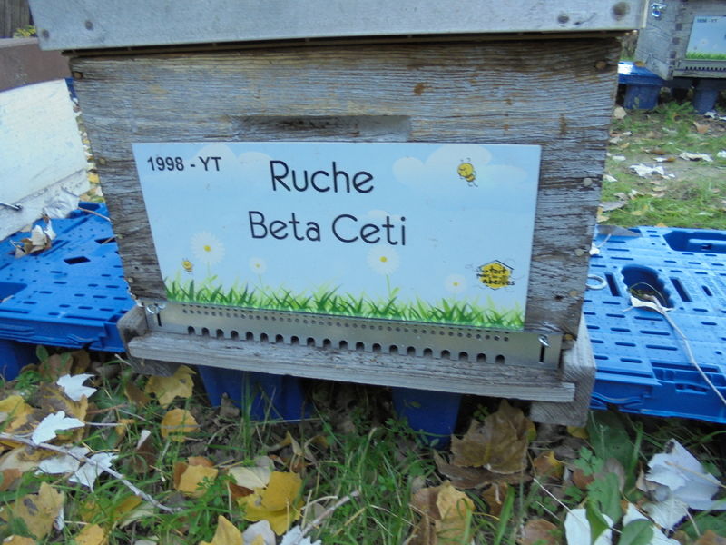 La ruche Beta Ceti
