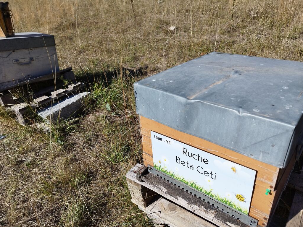 La ruche Beta Ceti