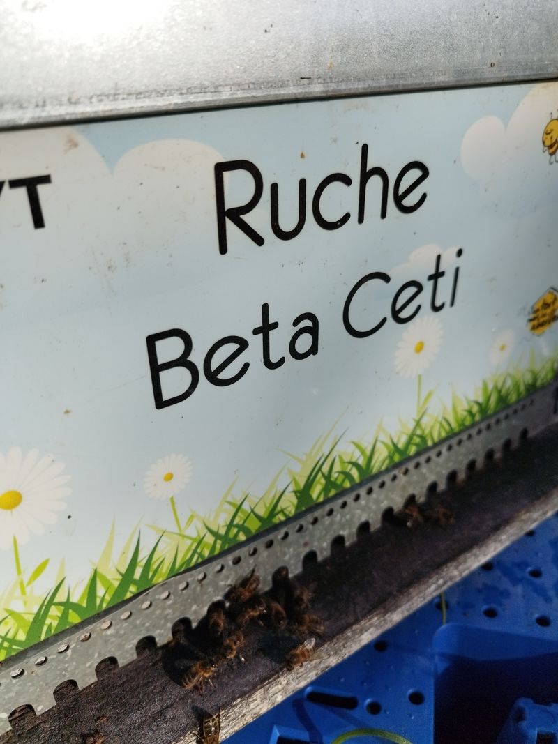 La ruche Beta Ceti