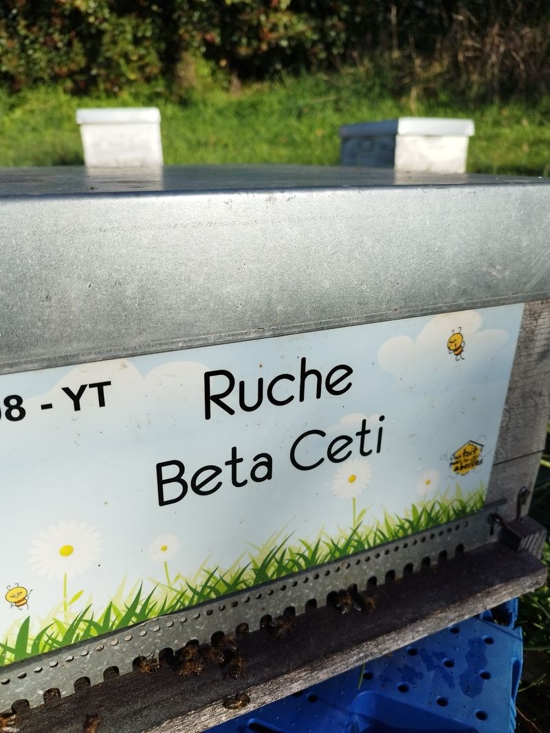 La ruche Beta Ceti