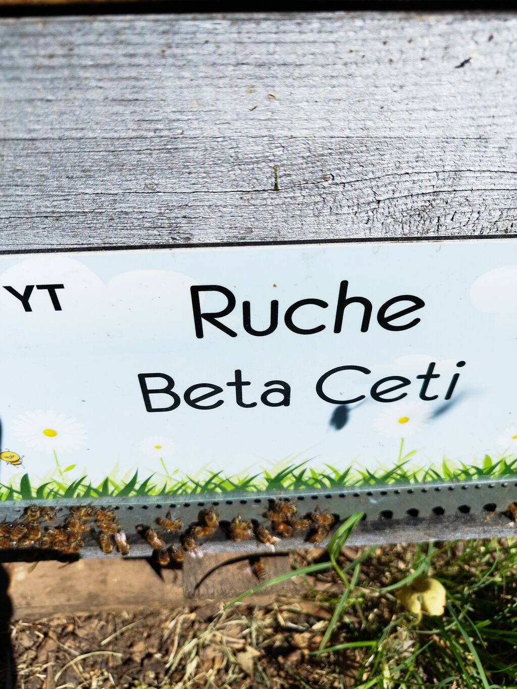 La ruche Beta Ceti