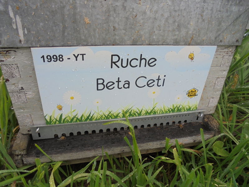 La ruche Beta Ceti