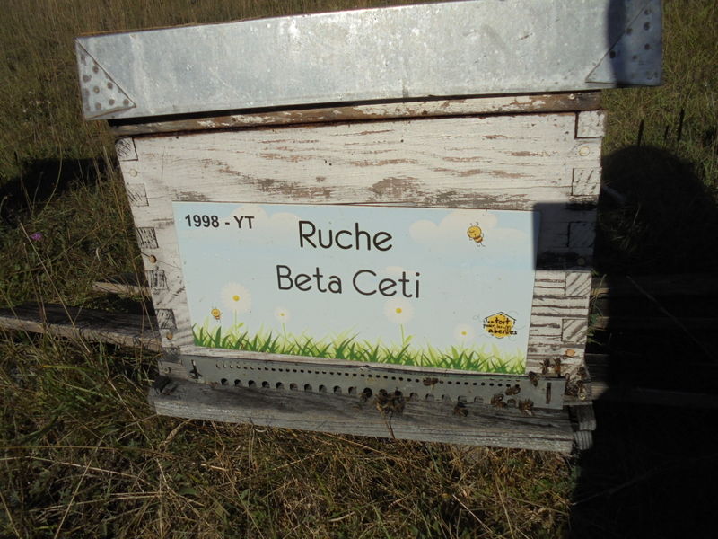 La ruche Beta Ceti