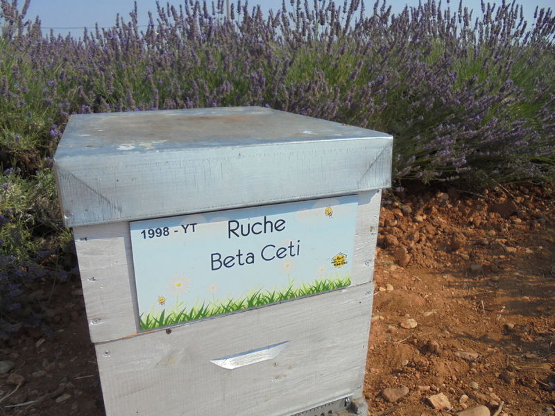 La ruche Beta Ceti