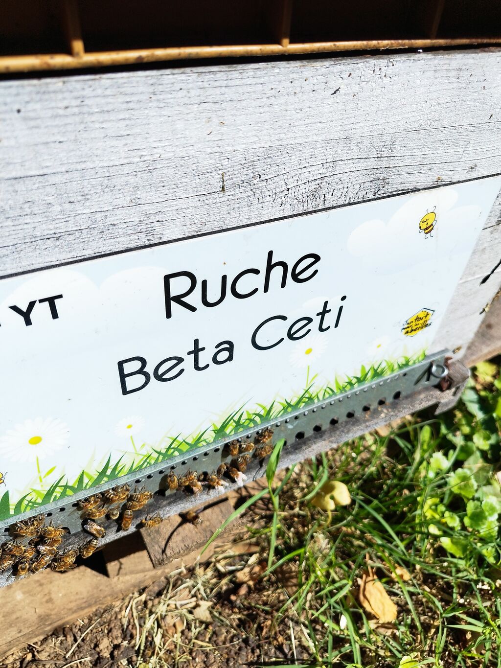 La ruche Beta Ceti