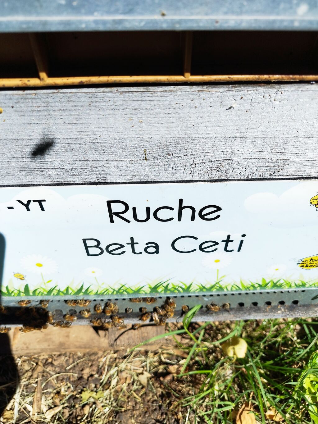 La ruche Beta Ceti