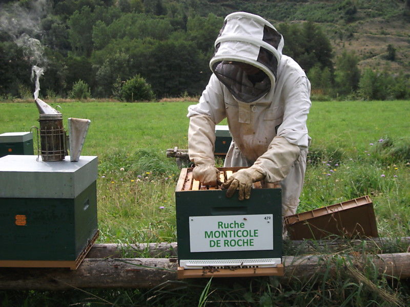 La ruche Monticole de roche