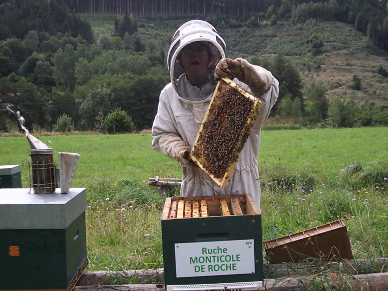 La ruche Monticole de roche