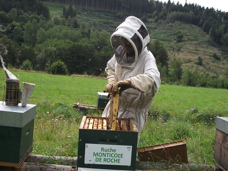 La ruche Monticole de roche