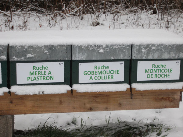 La ruche Monticole de roche