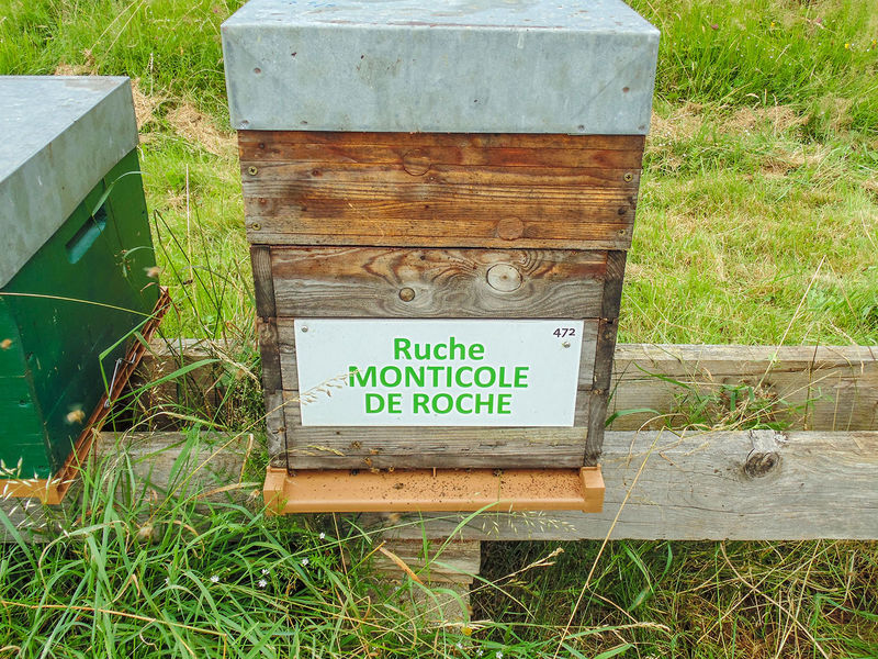 La ruche Monticole de roche