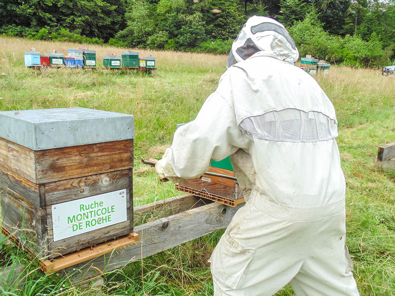 La ruche Monticole de roche