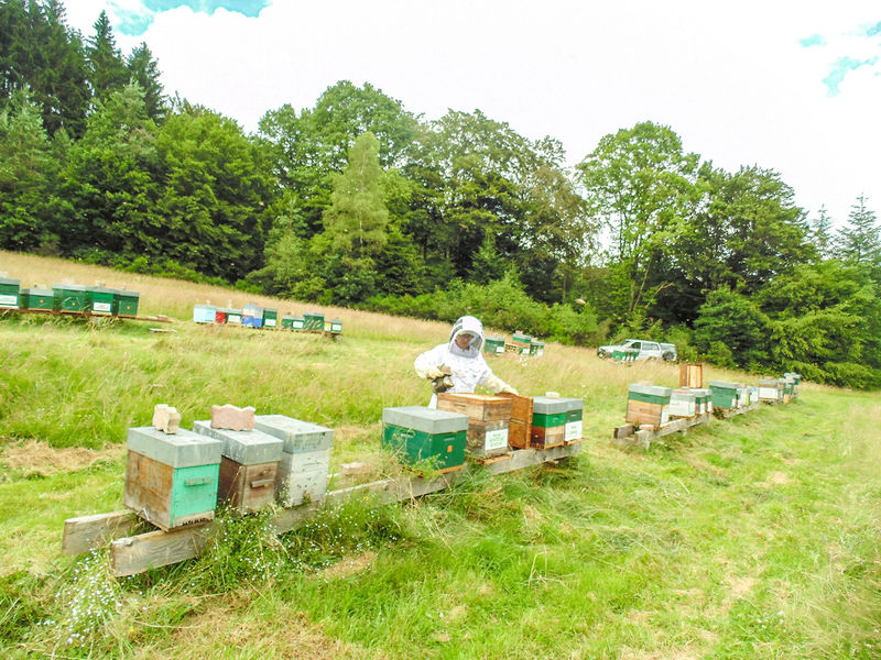 La ruche Monticole de roche