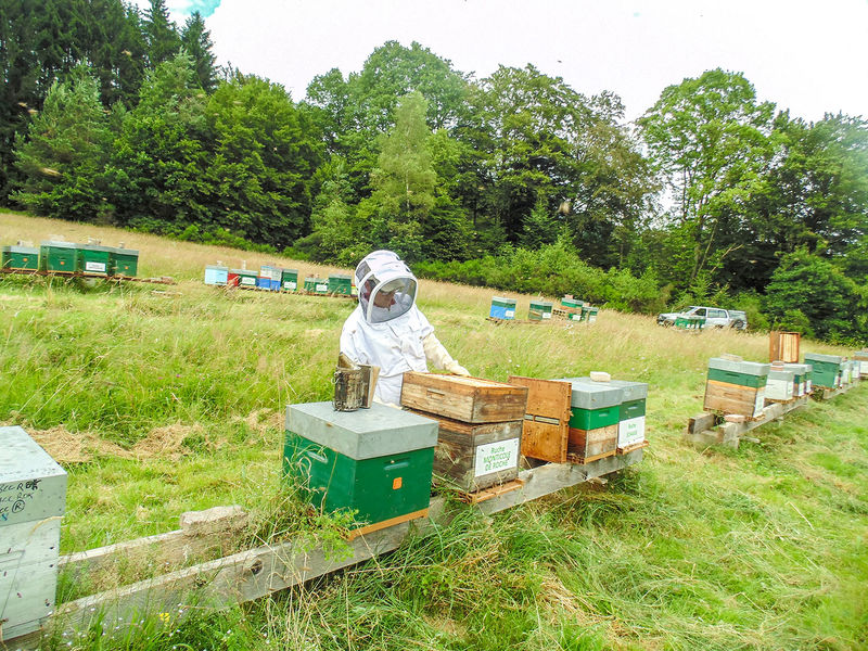 La ruche Monticole de roche