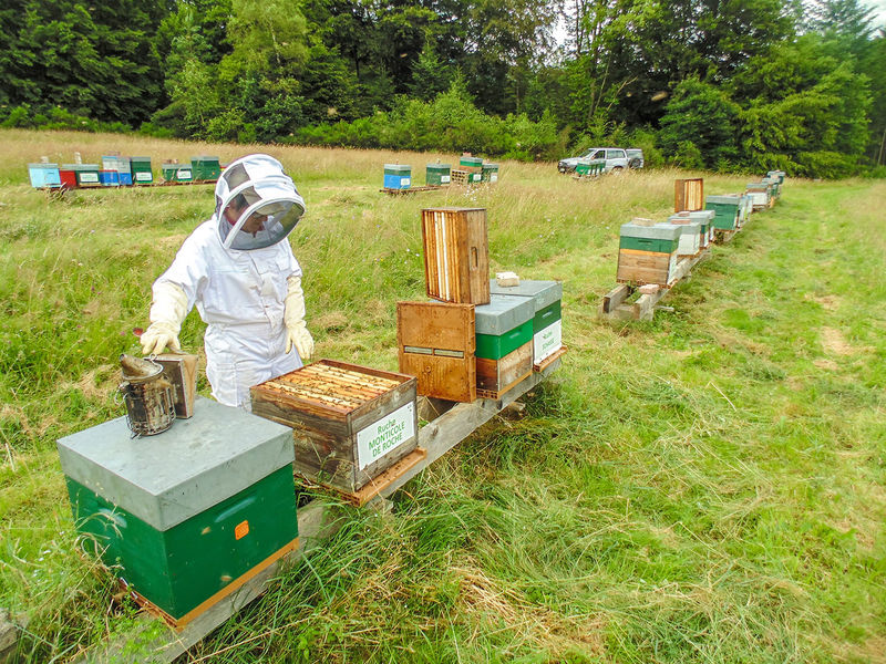 La ruche Monticole de roche