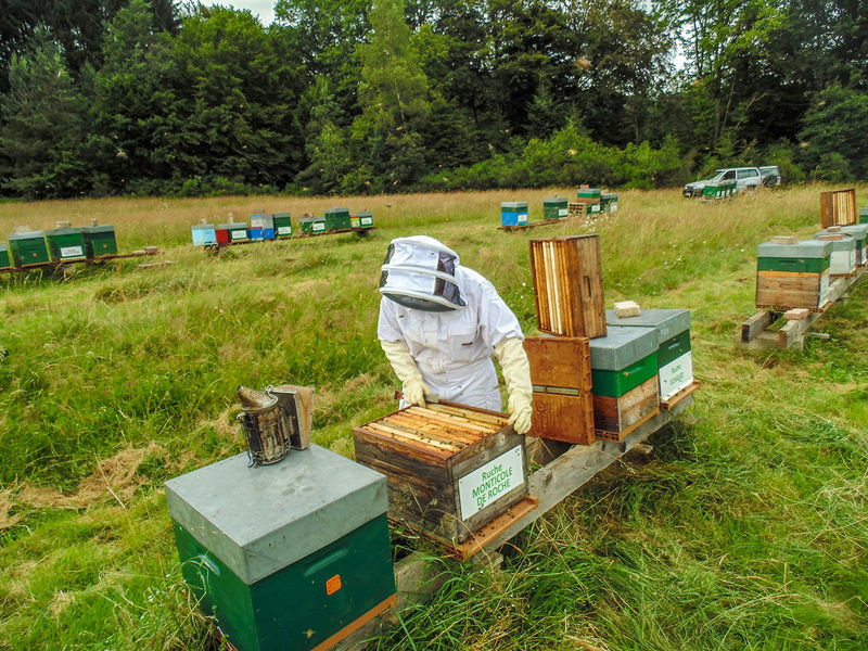 La ruche Monticole de roche