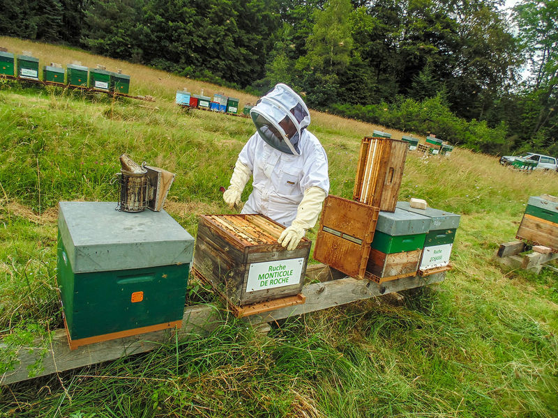 La ruche Monticole de roche