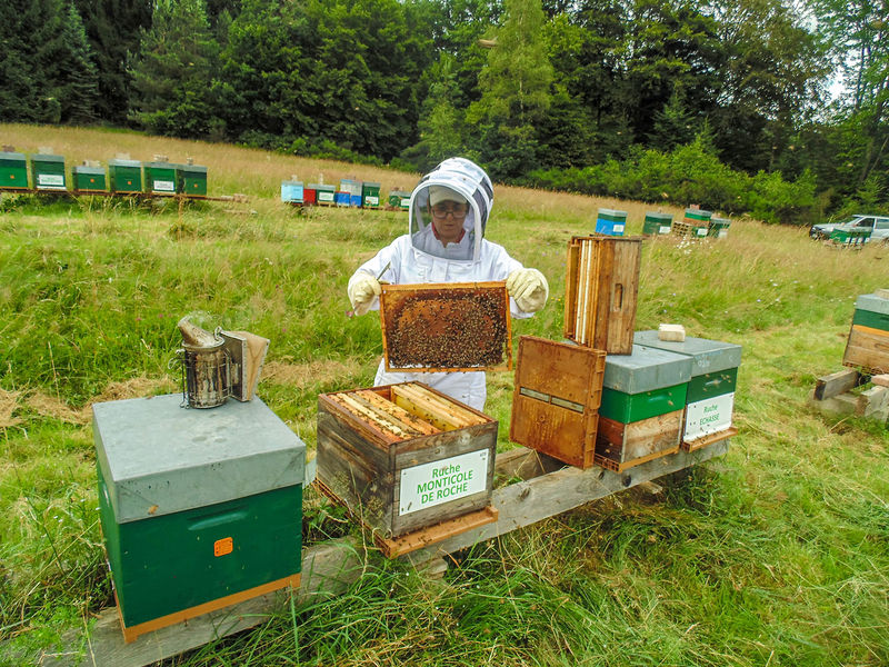 La ruche Monticole de roche