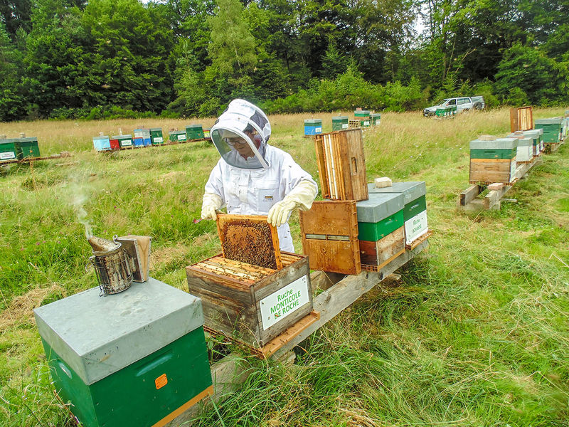 La ruche Monticole de roche