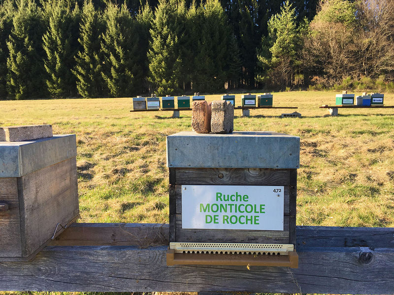 La ruche Monticole de roche