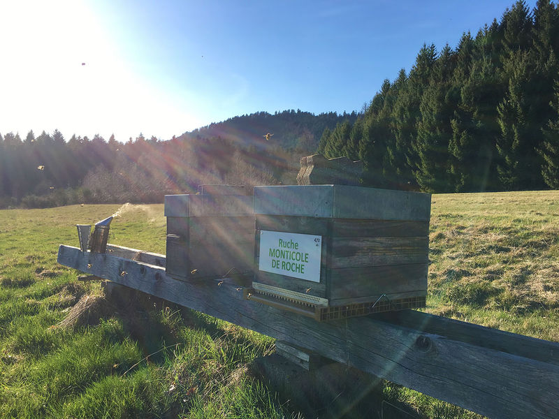 La ruche Monticole de roche