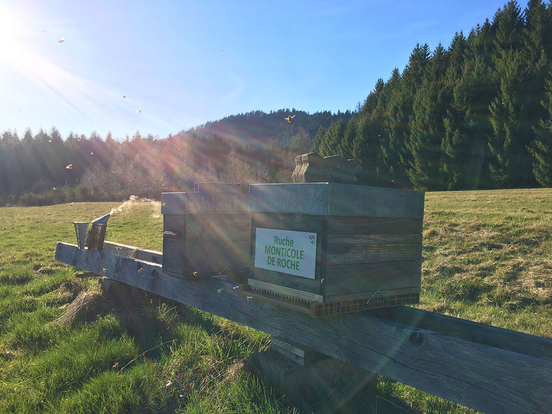 La ruche Monticole de roche
