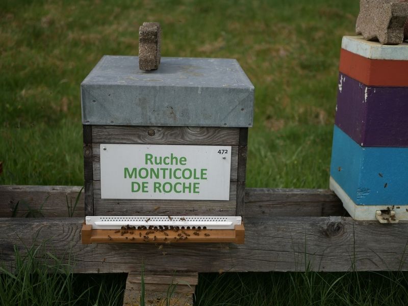 La ruche Monticole de roche