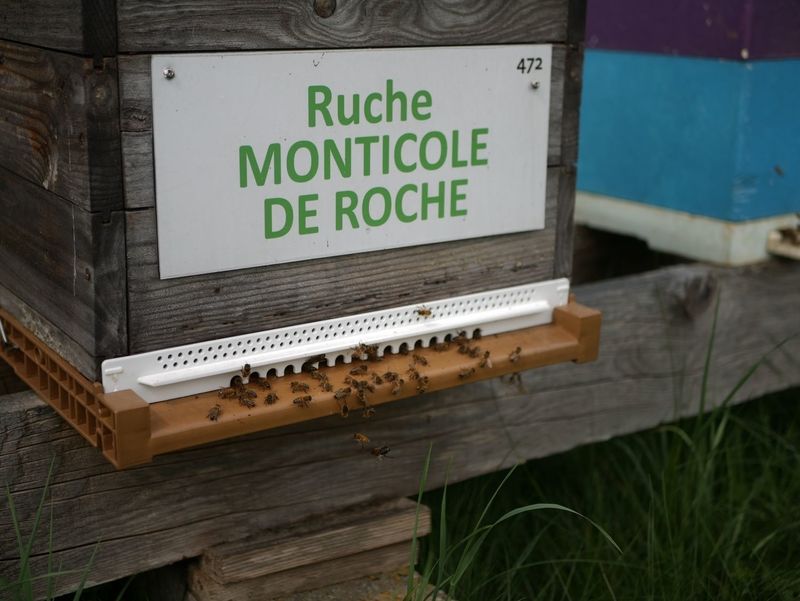 La ruche Monticole de roche