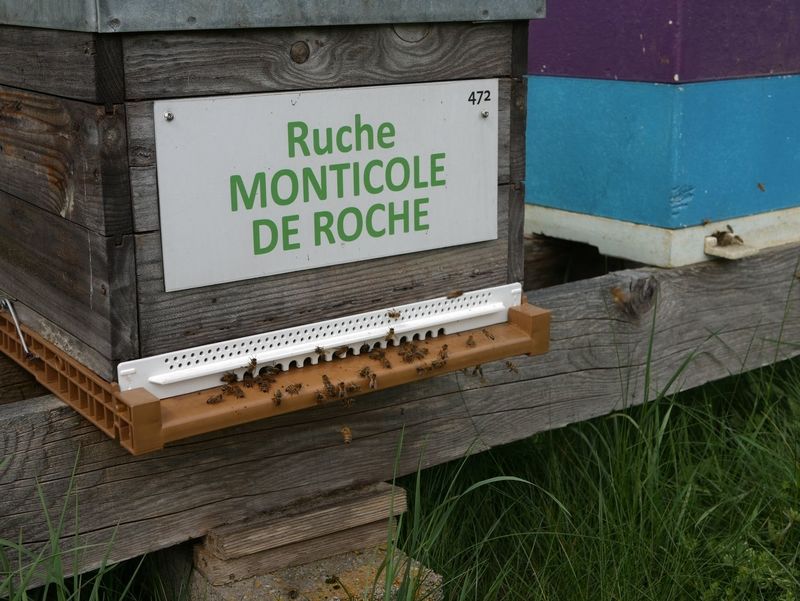 La ruche Monticole de roche
